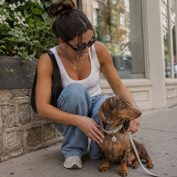 A dachshund on a city street wearing a BooBoos charm on the collar