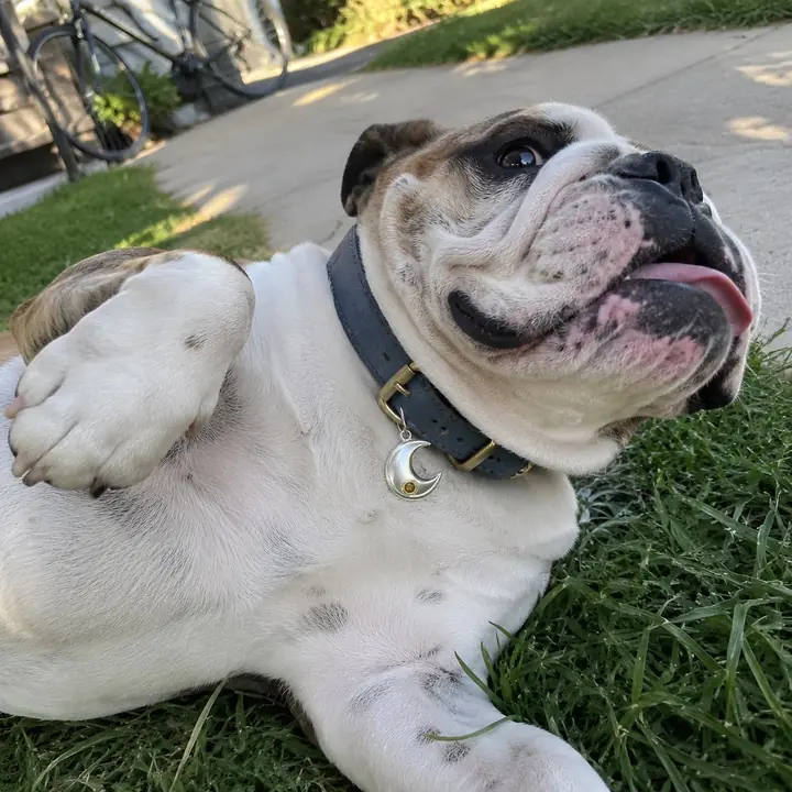 An English bulldog lying on the grass wearing a BooBoos crescent charm
