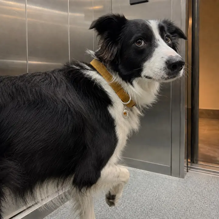 A border collie in a lift wearing a BooBoos charm on a tan collar