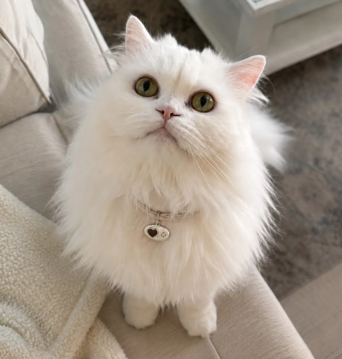 Lola, a white Persian cat, wearing her BooBoos charm on the sofa